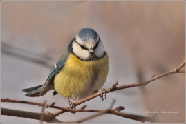 <p>SÝKORA MODŘINKA (Cyanistes caeruleus) /Eurasian blue tit - Blaumeise/</p>